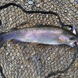 クランクベイトに好反応